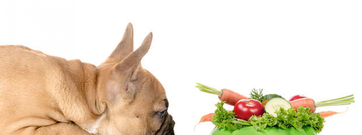 Welke groenten mag mijn hond eten en welke niet?